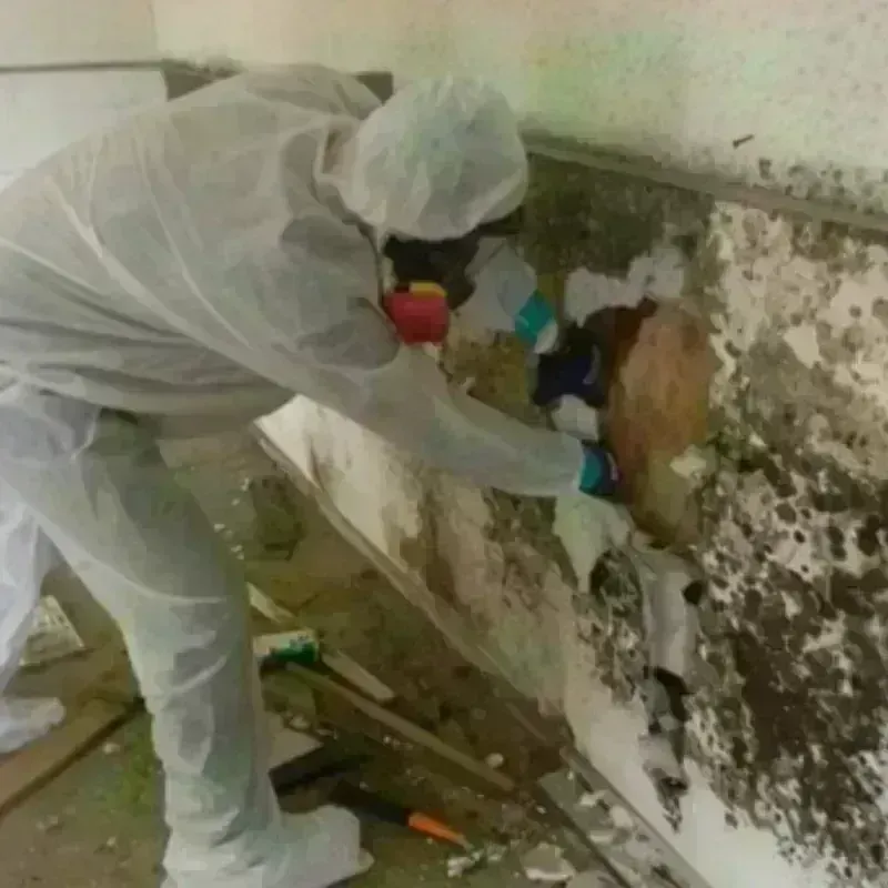 Mold Remediation and Removal in Daniels, WV